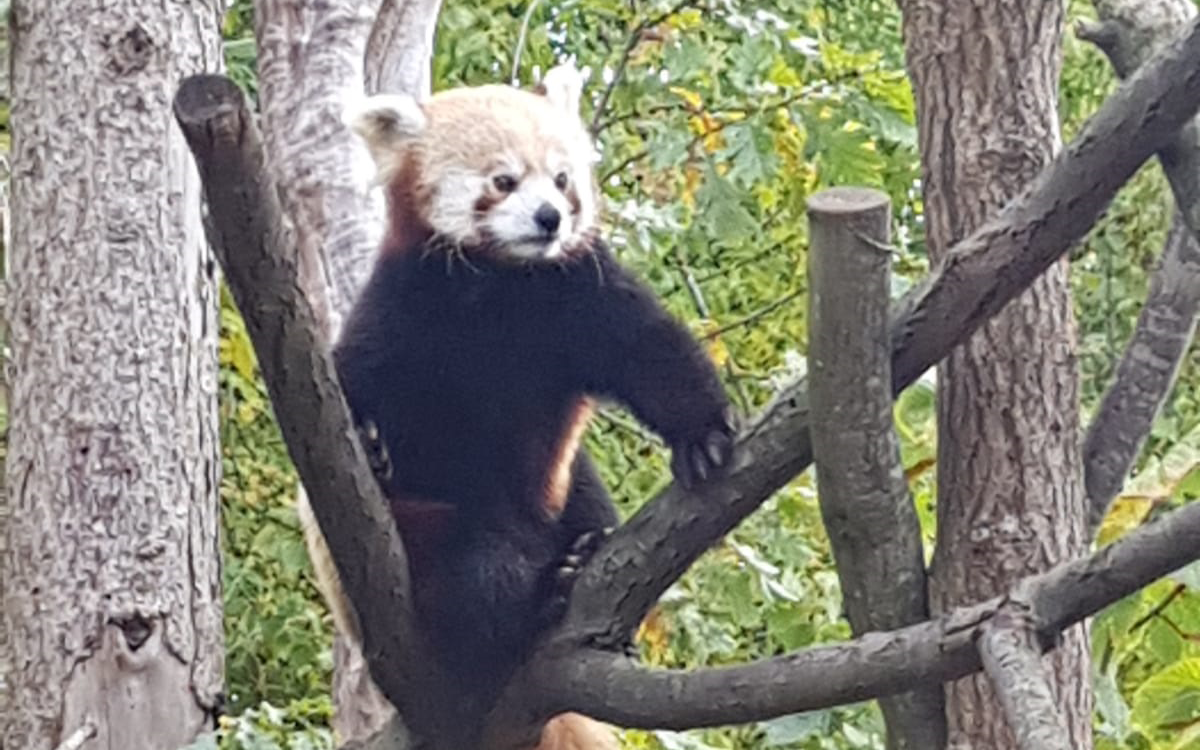 Red Panda sitting in a tree